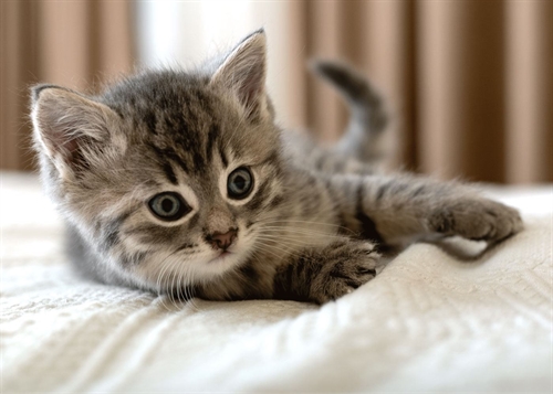 Barnfilt - Kattunge - 100x140 cm - Mjuk och härlig fleecefilt - Borg Living