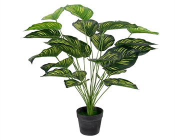 Konstgjord växt 70 cm - Calathera med stora vackra gröna blad